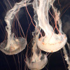 jellyfishs